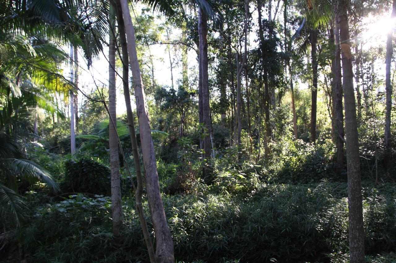 Paperbark Bed & Breakfast Brisbane Kültér fotó