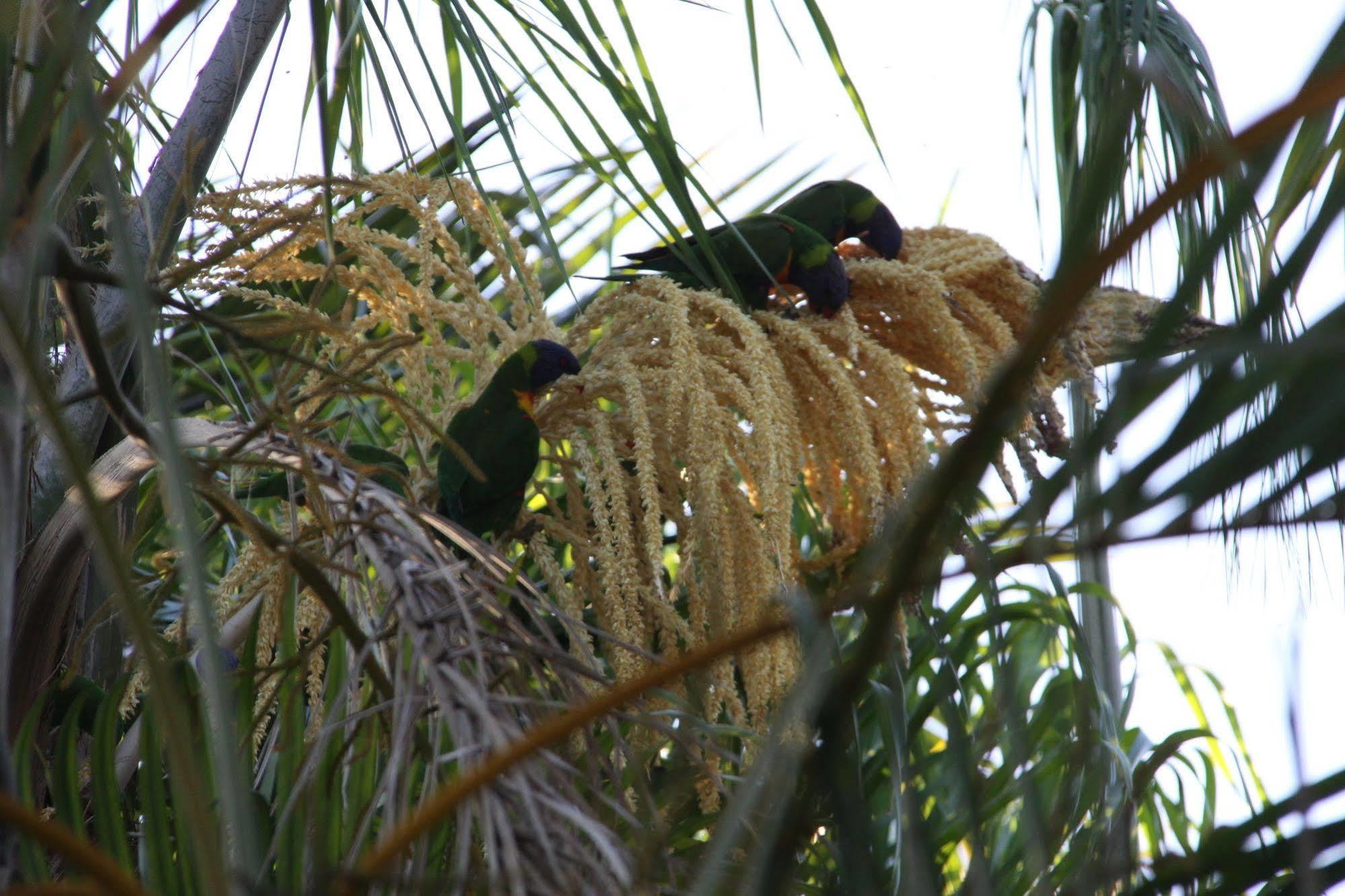 Paperbark Bed & Breakfast Brisbane Kültér fotó
